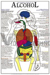 Harmful Effects of Alcohol Chart